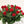 Load image into Gallery viewer, Beautiful Two Dozen Roses