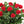 Load image into Gallery viewer, Beautiful Two Dozen Roses