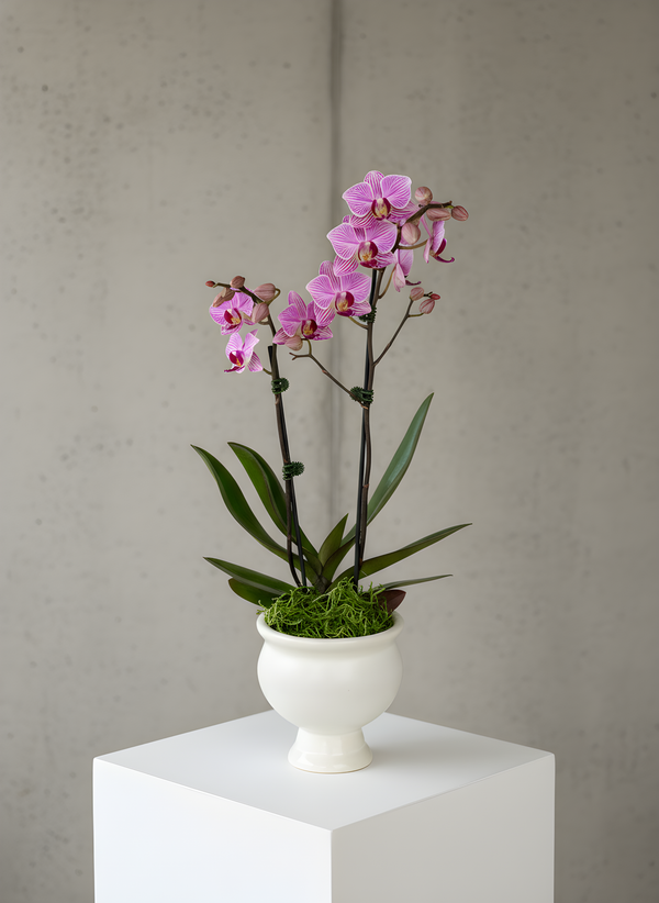 Petite orchid plant