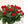Load image into Gallery viewer, Beautiful Two Dozen Roses

