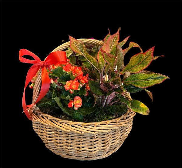 Sympathy plant basket