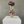 Load image into Gallery viewer, The Eternal Ribbon Rose
