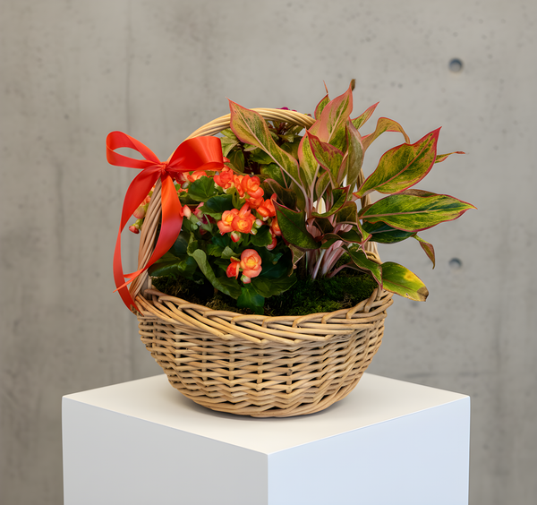 Sympathy plant basket
