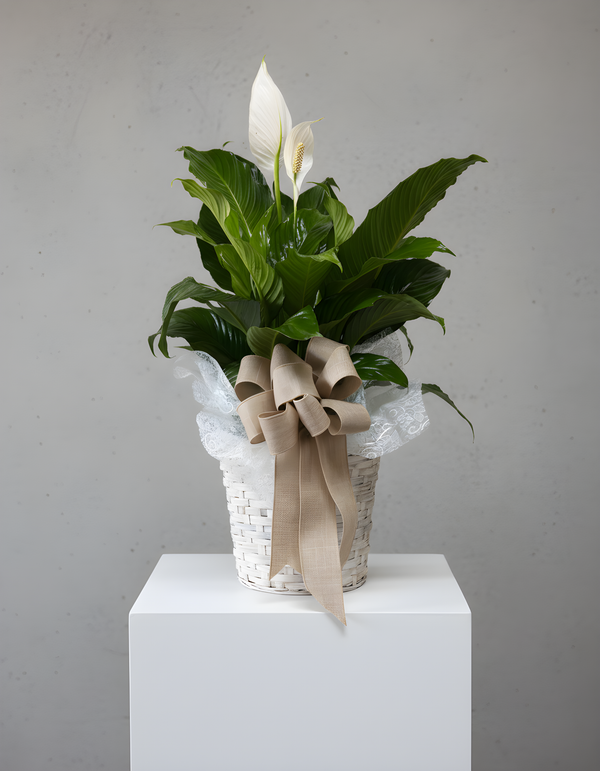 Peace lily 8”