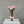 Load image into Gallery viewer, The Eternal Ribbon Rose

