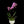 Load image into Gallery viewer, Mini orchid
