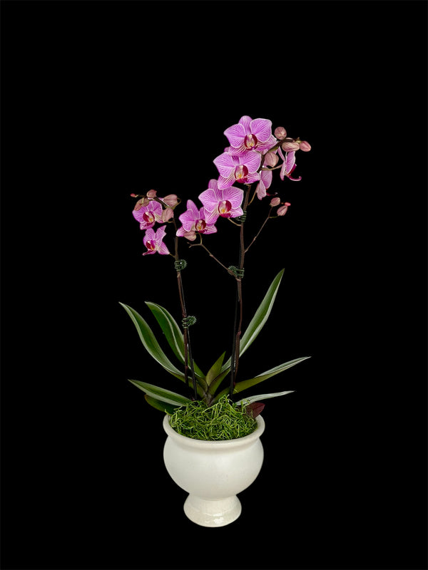 Mini orchid