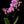 Load image into Gallery viewer, Mini orchid
