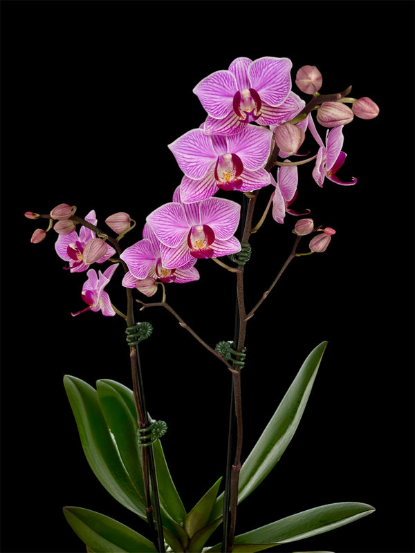 Mini orchid