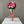Load image into Gallery viewer, The Eternal Ribbon Rose

