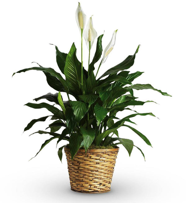 10 inch Peace Lily Plant