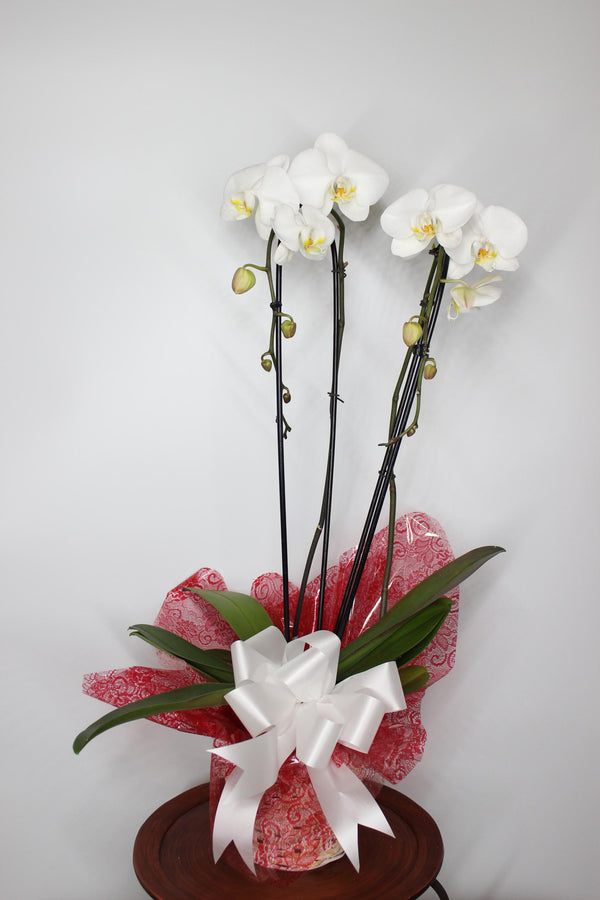Two Stem White Orchid