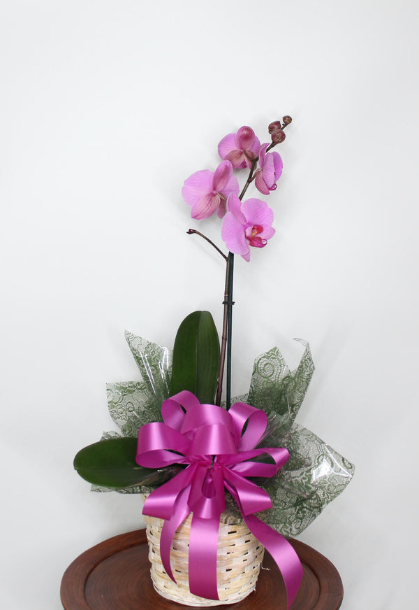 One Stem Purple Orchid